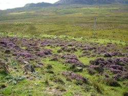 Grazing land at Trotternish Wallpaper