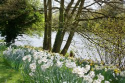 Beside the Lake, beneath the trees Wallpaper