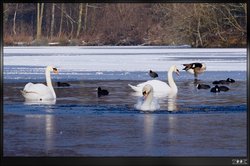 Northampton - Nene Valley Reservoir Wallpaper