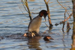 Great Crested Grebes mating, Watermead Park Wallpaper