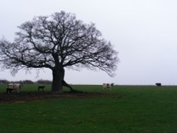 A rural view of Great Bookham Wallpaper