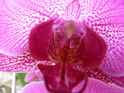 Up close and personal with an Orchid Wallpaper