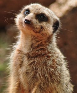 Paignton Zoo April 2012 - Is this my better side?