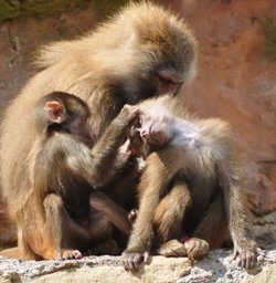 Paignton Zoo April 2012 - Kids play