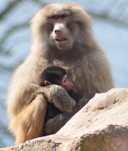 Paignton Zoo April 2012 - big cuddle time