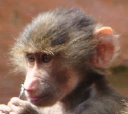 Paignton Zoo April 2012 - Too cute