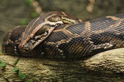 Paignton Zoo April 2012 - Come closer.