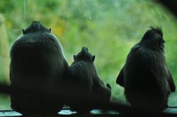 Paignton Zoo April 2012 - So what are we looking at?