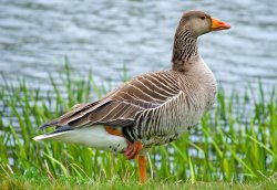 Another Goose at Leeds Castle Wallpaper