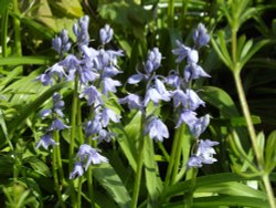 Bookham Bells Wallpaper