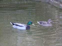 Ducks on the river Avon in Tewkesbury Wallpaper