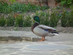 Duck in Tewkesbury Wallpaper