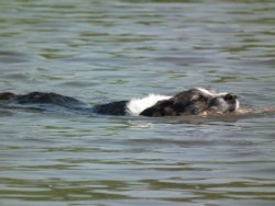 Swimming Dog - The river Avon in Tewkesbury Wallpaper