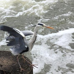 Grey Heron at the Weir, Caversham Wallpaper