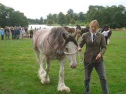 Ripley Show, Aug 2011 Wallpaper