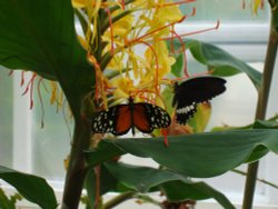 In the Butterfly House, Williamson Park Wallpaper