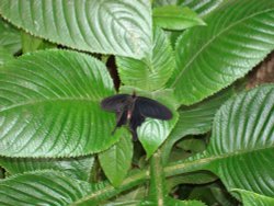 In the Butterfly House, Williamson Park Wallpaper