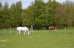 Peacefull grazing in Belton Wallpaper