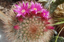 Cactus Blooms in Bookham Wallpaper