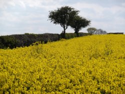 Fields Of Gold Wallpaper