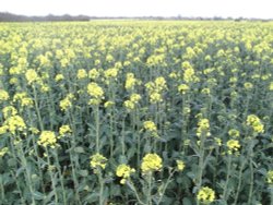 Acres and Acres of Oilseed Rape at Horham Wallpaper