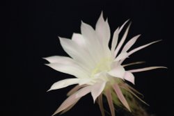 Great Bookham Echinopsis Wallpaper