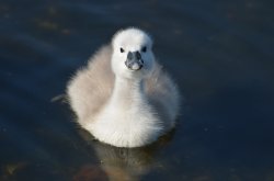 Cygnet at Watermead Park Wallpaper