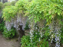 Overbeck's House and Garden Wallpaper