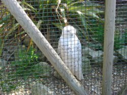 Liberty's Owl, Raptor and Reptile Centre Wallpaper