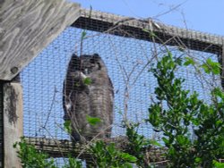 Liberty's Owl, Raptor and Reptile Centre Wallpaper