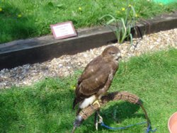 Liberty's Owl, Raptor and Reptile Centre Wallpaper