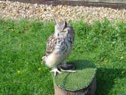 Liberty's Owl, Raptor and Reptile Centre Wallpaper