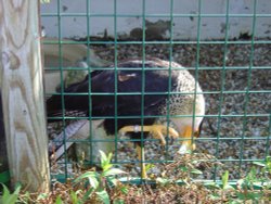 Liberty's Owl, Raptor and Reptile Centre Wallpaper