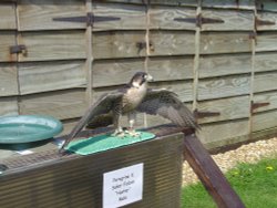 Liberty's Owl, Raptor and Reptile Centre Wallpaper