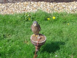 Liberty's Owl, Raptor and Reptile Centre Wallpaper