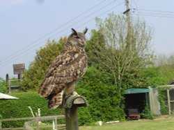 Liberty's Owl, Raptor and Reptile Centre Wallpaper