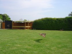 Liberty's Owl, Raptor and Reptile Centre Wallpaper