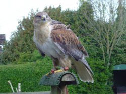 Liberty's Owl, Raptor and Reptile Centre Wallpaper