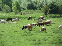 Irthlingborough farming Wallpaper