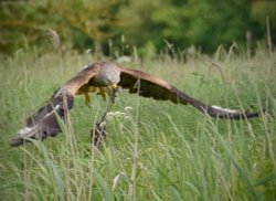 Red Kite, Pilton. Wallpaper