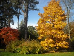 Westonbirt Arboretum Wallpaper