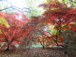 Westonbirt Arboretum Wallpaper