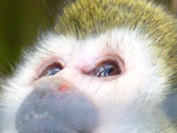 Squirrel Monkey at Newquay Zoo, Cornwall Wallpaper