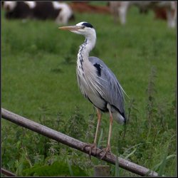 Handsome Heron, Cotterstock. Wallpaper