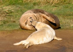 Grey Seals at Donna Nook, Lincolnshire Wallpaper