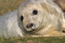 Baby grey seal at Donna Nook, Lincolnshire Wallpaper