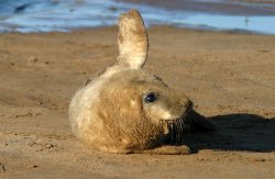 Grey Seal at Donna Nook, Lincolnshire Wallpaper