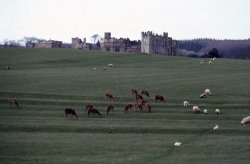 Raby Castle - the deer park Wallpaper