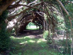 The Yew Tree Wallpaper