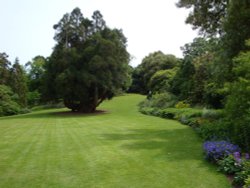 Trelissick Gardens June 2009 Wallpaper